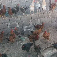 خروس