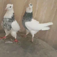 طوقی الماسی|پرنده|دره شهر, |دیوار