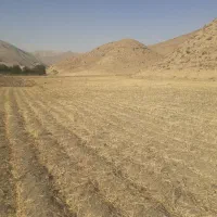 پیاز زعفران