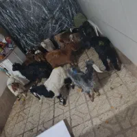 بزغاله|حیوانات مزرعه|مشهد, پنجتن|دیوار