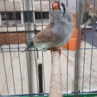 فنچ زبرا انگلیسی|پرنده|تهران, خزانه|دیوار