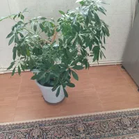 گلهای زیبای من
