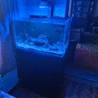 آکواریوم آب شور با وسایل|ماهی|پاکدشت, پاکدشت (مامازند)|دیوار