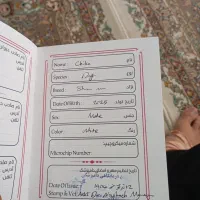 سگ خانگی نژاد اشپیتز|سگ|بروجن, |دیوار