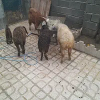 بز و بره|حیوانات مزرعه|کرمانشاه, |دیوار