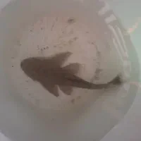 لجن خوار
