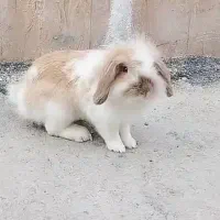خرگوش لوپ اصیل گوش افتاده نر