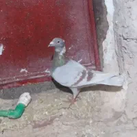 کفتر  المانی|پرنده|شیروان (خراسان), |دیوار