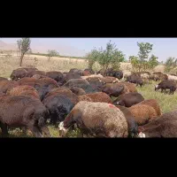 میش|حیوانات مزرعه|بروجرد, |دیوار