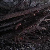 فروش چوب درخت میوه|گل و گیاه طبیعی|هرسین, |دیوار