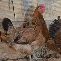 مرغ عشایری لری 4 عدد