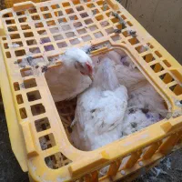 مرغ گوشتی سبز مرغ نرک مرغ مادر تخمگذار ارگانیک|حیوانات مزرعه|وحیدیه, |دیوار