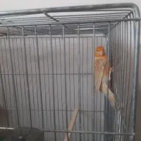 قناری ماده دارچینی،آماده آماده،کاملاً سالم