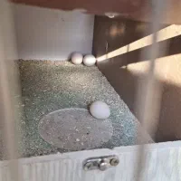 عروس هلندی|پرنده|ایلام, |دیوار