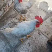 خروس سفید سر حال