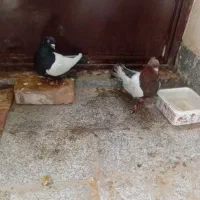 نرماده قلدور هوایی|پرنده|پائین جام, |دیوار