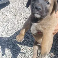 واگذاری سگ سرابی