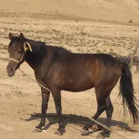 اسب فروشی|اسب و تجهیزات اسب‌سواری|دهدشت, |دیوار