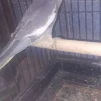 عروس هلندی|پرنده|پاکدشت, حصار امیر|دیوار