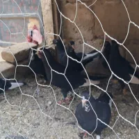 پلنگ کوسه