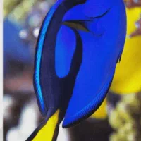 ماهی بلوتانگ آکواریوم آب شور