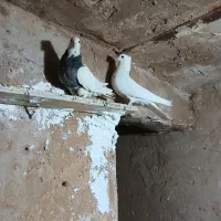 طوقی|پرنده|مسجد سلیمان, |دیوار