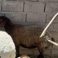 فروش دام|حیوانات مزرعه|گلباف, |دیوار