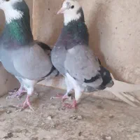 کفتر یا کبوتر|پرنده|قرچک, شهرک گلها|دیوار