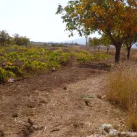 فروش باغ  3 جریب تازه باغ 3 ساله انگور قرمز