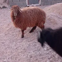 فروش بره یک نر و دوماده