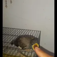 جوجه مینا نر..آماده آموزش
