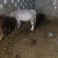 یک‌راس‌ گوساله‌ی نر‌شاروله‌
