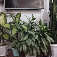 فرش و گل|فرش|ثلاث باباجانی, |دیوار