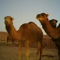 شتر فروشی|حیوانات مزرعه|سرایان, |دیوار