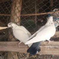 کبوتر|پرنده|شباب, |دیوار