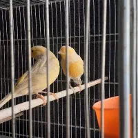 قناری فروشی دربهار