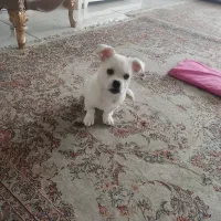 توله سگ نر4ماه مالتیز سفید
