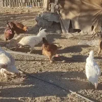 مرغ و خروس محلی|حیوانات مزرعه|سردشت, |دیوار