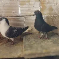 کفتر|پرنده|تربت‌حیدریه, قائم|دیوار