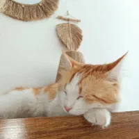 واگذاری گربه|گربه|کرج, کوی امامیه|دیوار