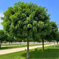 دو عدد نهال اقاقیا اماده کاشت