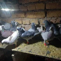 کفتر|پرنده|جلگه رخ, |دیوار