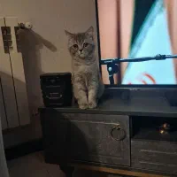 بریتیش ماده سه ماهه|گربه|پردیس, فاز ۳|دیوار