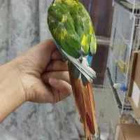 گرینچیک پاید