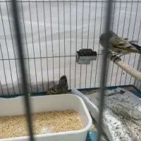 فروش گلبسر|پرنده|سیرجان, |دیوار