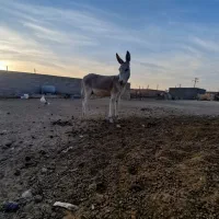 با سلام فروش ۲راس کره خر نر آروم و اصیل|حیوانات مزرعه|مرودشت, رودبال|دیوار