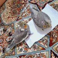 دوعددعروس هولندی|پرنده|تهران, زعفرانیه|دیوار