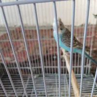 دو عدد مرغ عشق