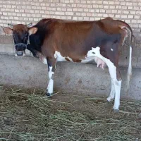 گاو ماده ، گوساله