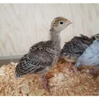 جوجه بوقلمون